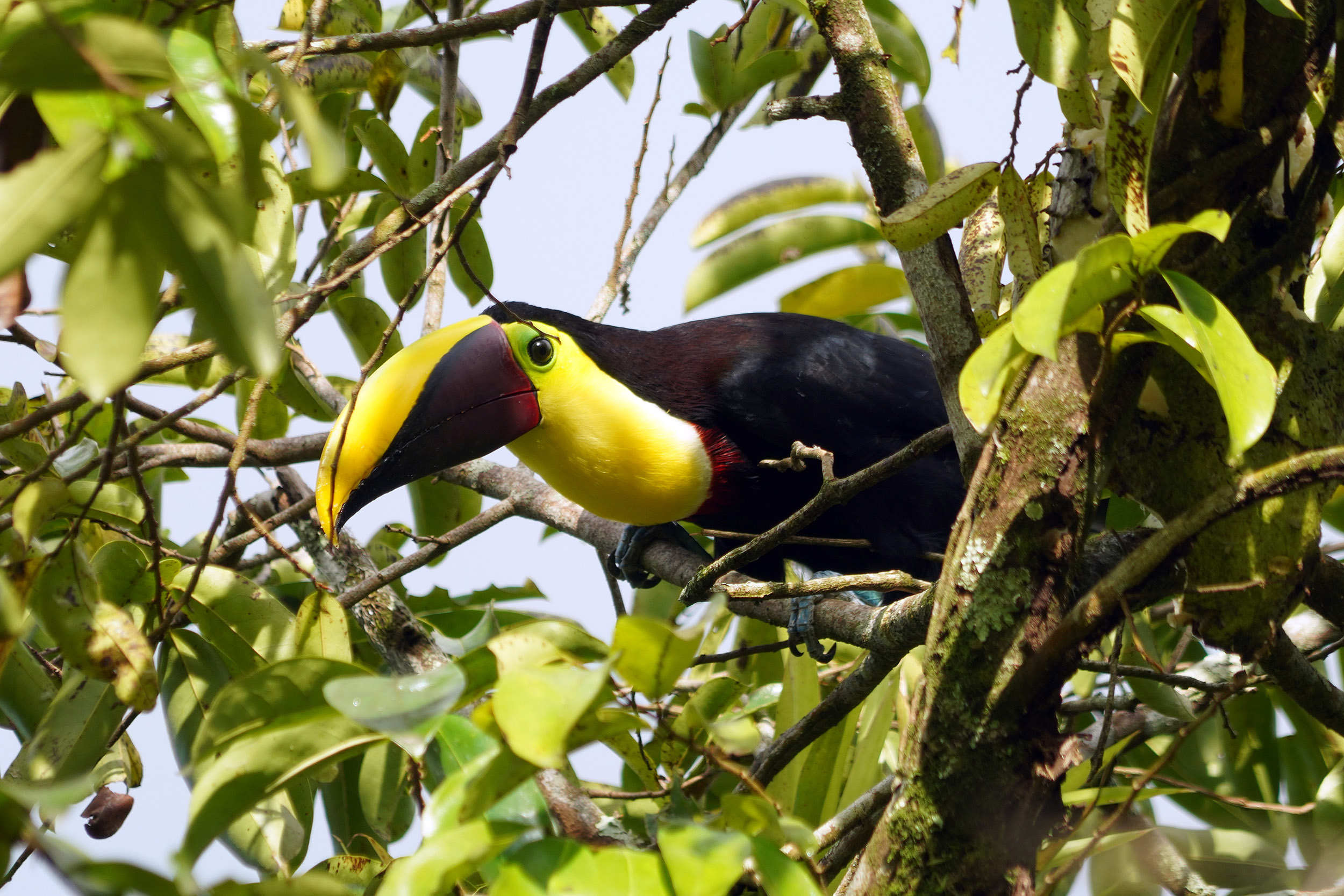 Costa Rica - Février 2025